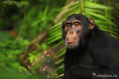 АИТВ қайдан пайда болды? №1 болжам