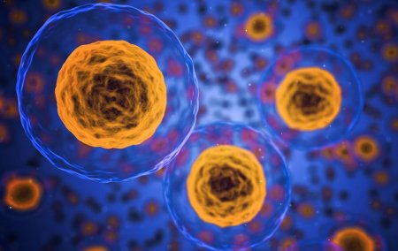 CD4 жасушалары Т-лимфоциттердің бір түрі - адамның иммундық жүйесінің маңызды жасушалары.