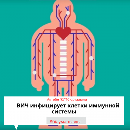 ВИЧ (вирус иммунодефицита человека) инфицирует клетки иммунной системы